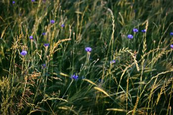 Heuwiesl Impressionen