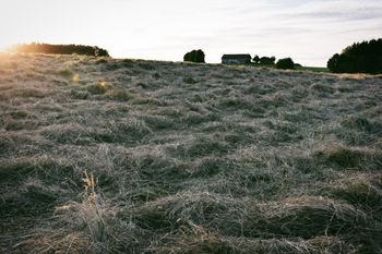 Heuwiesl Impressionen