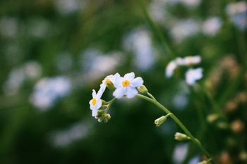 Heuwiesl Impressionen