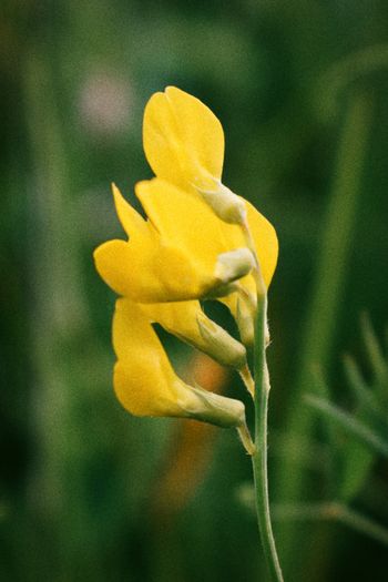 Heuwiesl Impressionen