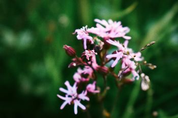 Heuwiesl Impressionen