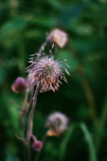 Heuwiesl Impressionen