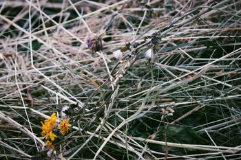 Heuwiesl Impressionen