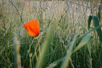 Heuwiesl Impressionen