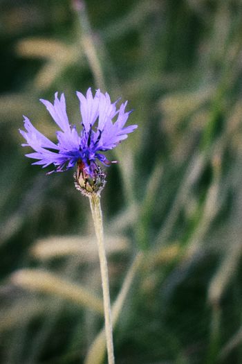 Heuwiesl Impressionen