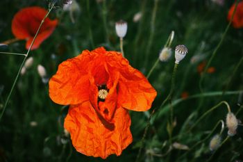 Heuwiesl Impressionen