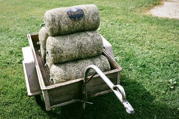 Heuwiesl Impressionen