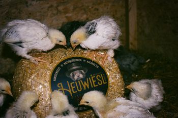 Heuwiesl Impressionen